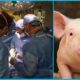 Pig Kidney Transplant