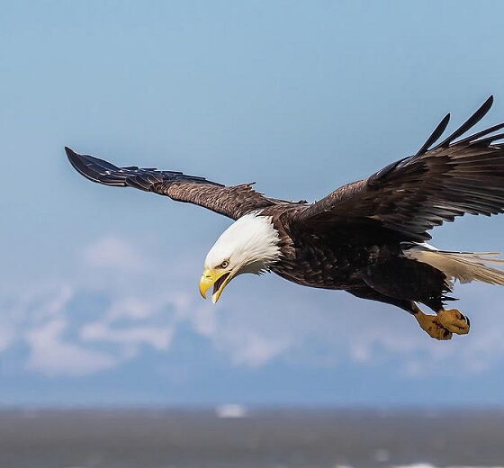7 Inspiring Facts About Eagles That Will Motivate You Every Day