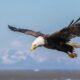 7 Inspiring Facts About Eagles That Will Motivate You Every Day