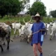 herdsmen