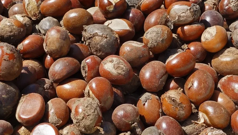 shea nut copy scaled 1080x675 1