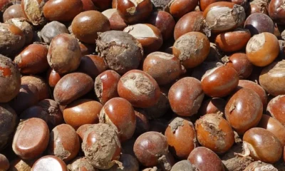 shea nut copy scaled 1080x675 1