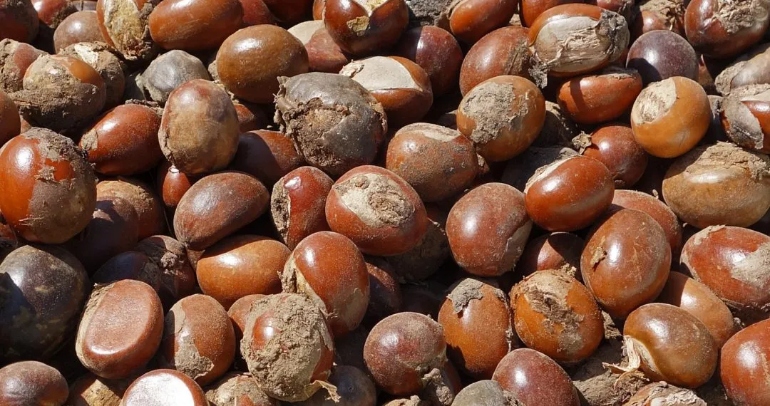 shea nut copy scaled 1080x675 1