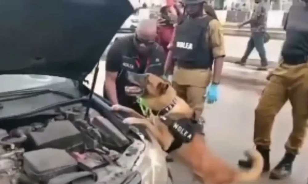 Sniffer dog of NDLEA