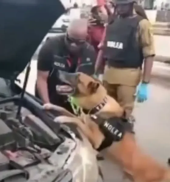 Sniffer dog of NDLEA