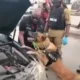 Sniffer dog of NDLEA