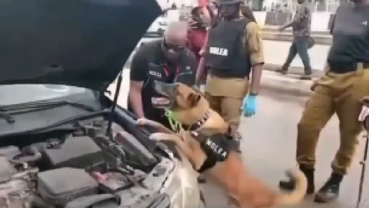 Sniffer dog of NDLEA
