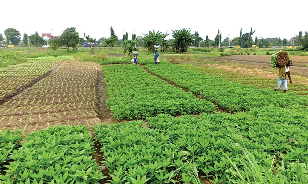 Vegetable farmers in Lagos 1062x598 1784471108