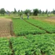 Vegetable farmers in Lagos 1062x598 1784471108