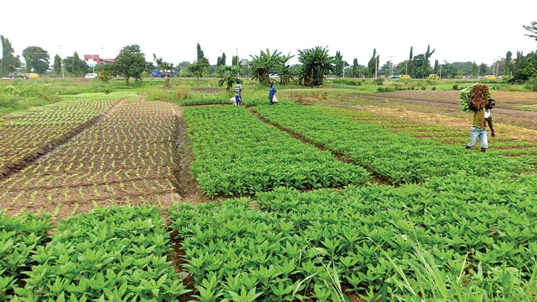 Vegetable farmers in Lagos