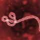 ebola